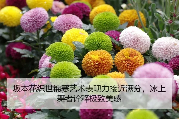 坂本花织世锦赛艺术表现力接近满分，冰上舞者诠释极致美感